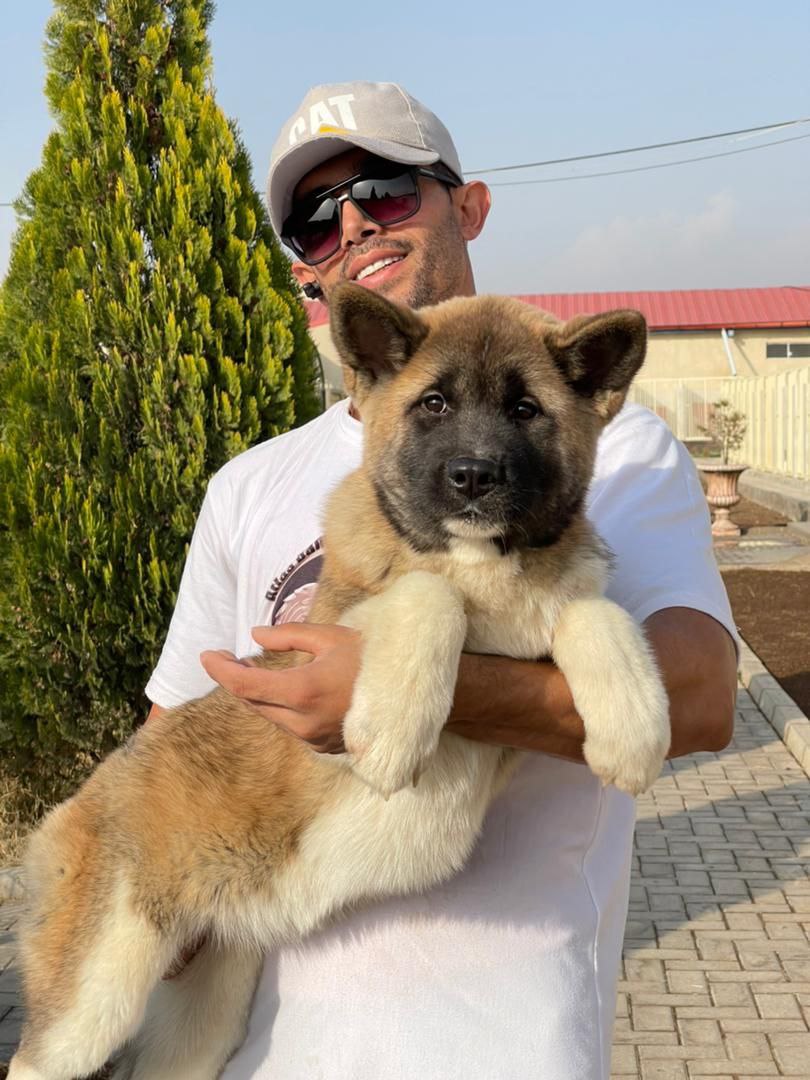 مولد نژاد آکیتا سورن